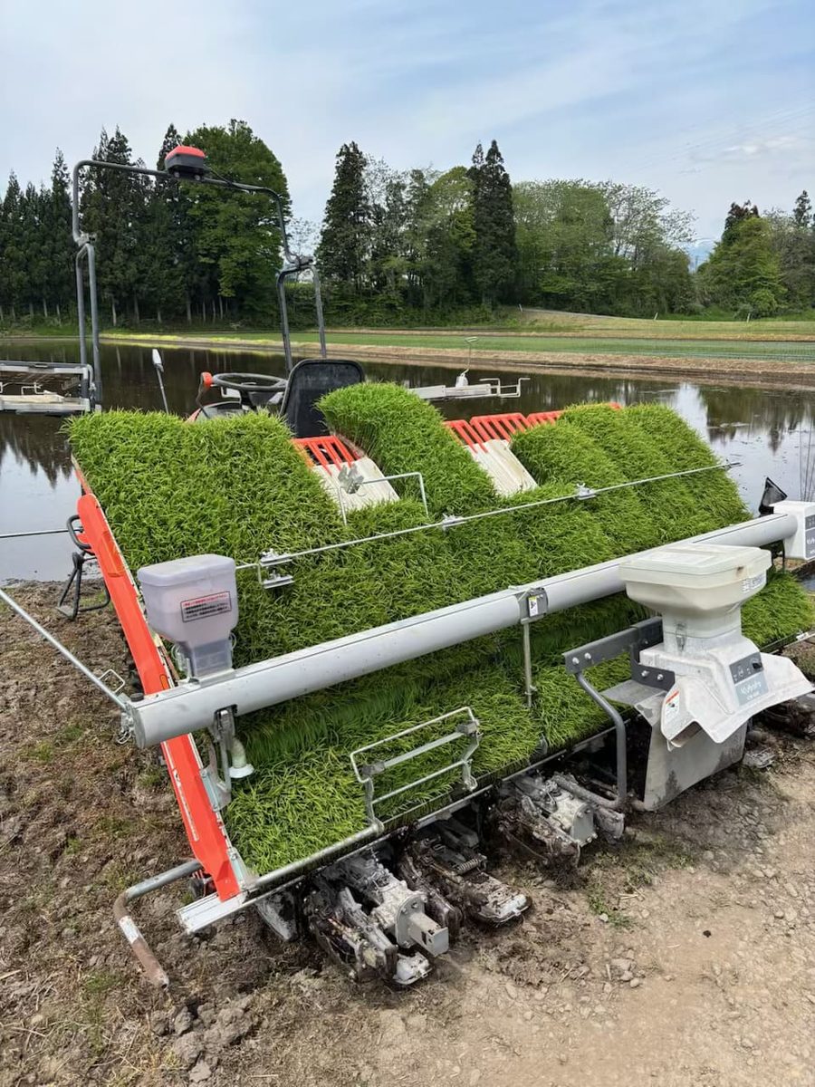 オーナーが自ら田植えをする安比の田んぼ